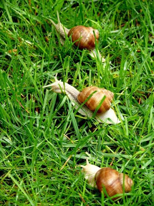 snails-164534_1280.jpg