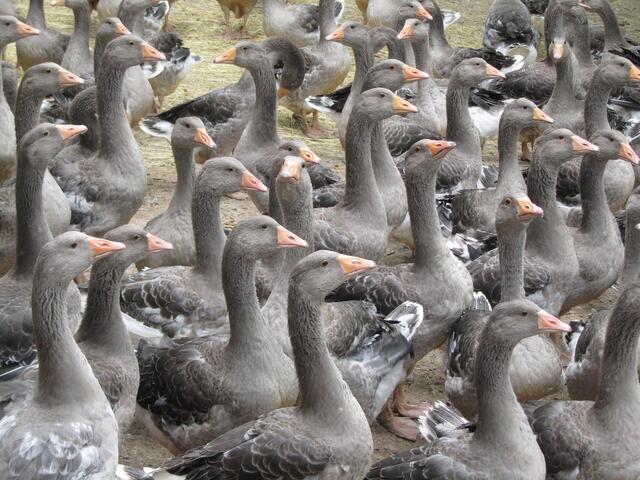 breeding-geese-1062224_1920 - コピー.jpg