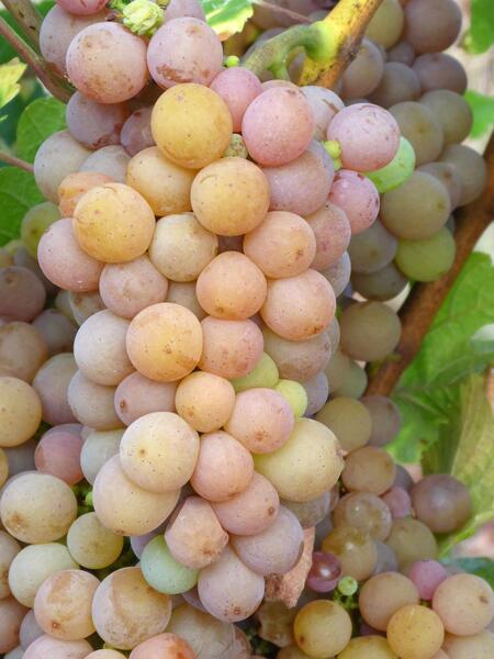 grapes-gd78bf594a_1920.jpg