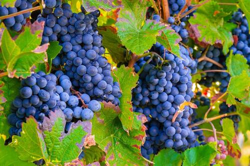 grapes-3680486_1280.jpg