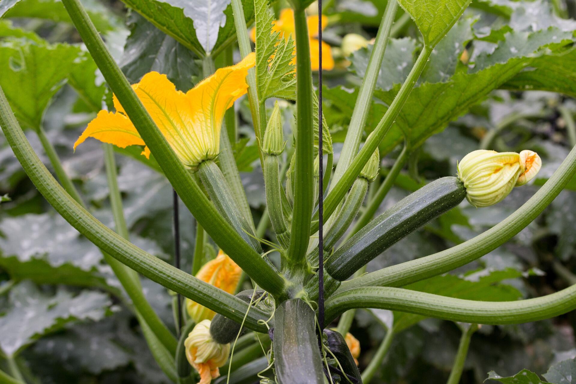 https://www.ffcc.jp/recipe/zucchini-g7386b9270_1920.jpg